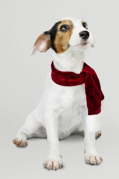 PETTYS moda canina y gatuna